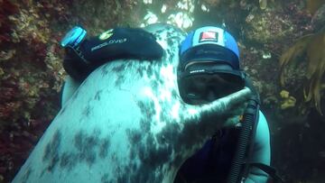 Una foca gris abraza al buceador Ben Burville en el Mar del Norte. 