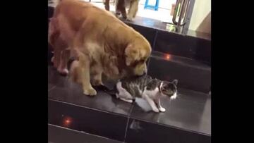 ¡Mala copa, mala copa! Perro evita que su amigo gato entre en una pelea