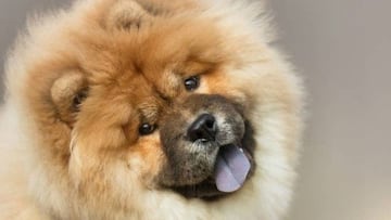 Hacerse una foto con una cebra o un perrito Chow Chow sin salir de casa: Google AR