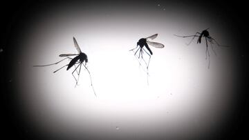 The silhouettes of dead Aedes aegypti mosquitoes are seen through a light box at the entomology department of the Health Ministry in Guatemala City, Guatemala, July 21, 2024. REUTERS/Josue Decavele