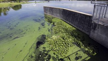 La cianobacteria es capaz de abrirse paso por doquier si las condiciones lo permiten.