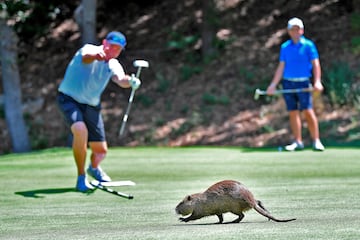 Los participantes en un torneo amateur en Orbetello (Italia) tuvieron que detener el juego porque una nutria decidió campar a sus anchas por entre los hoyos, para perplejidad de los presentes, que quedaron estupefactos por tan insólita espontánea. Esperemos que nadie le golpeara accidentalmente con una bola...