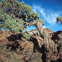 El árbol más viejo de Europa está en España