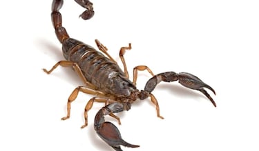 No son las serpientes: el animal peligroso que entran en las casas mexicanas