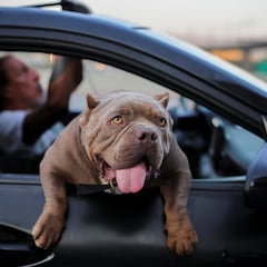 How to know if your dog is left-handed or right-handed and how it influences their character