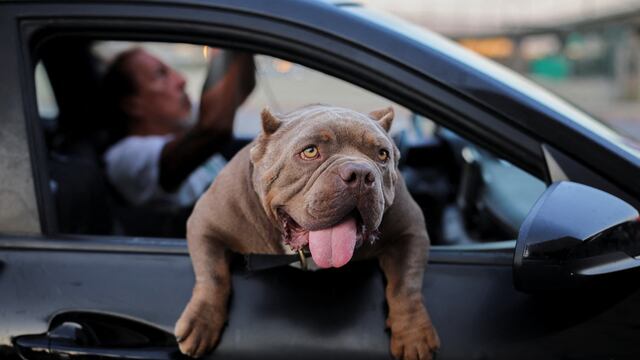 According to a study, half of dogs are right-handed and the other half are left-handed. A factor that could be related to their skills and creative ability.