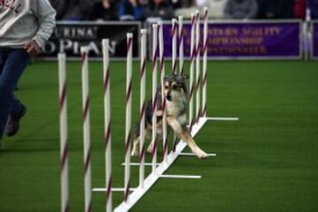 Westminster Kennel Club Masters Campeonato de Agility