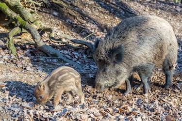 Así es el vakamulo, el superjabalí gallego que puede llegar a 200 kilos y se oculta en las zonas más inhóspitas del bosque