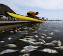 Retiradas 32 toneladas de peces muertos en las sedes olímpicas