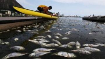 Toneladas de peces muertos han llegado a las aguas donde en 2016 se celebrar&aacute;n las pruebas ol&iacute;mpicas de R&iacute;o de Janeiro en remo y pirag&uuml;ismo. 