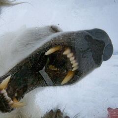 Una osa polar intenta comerse al cámara Gordon Buchanan