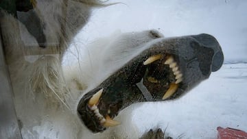 Osa polar atacando a un cámara en un vídeo de BBC Earth.