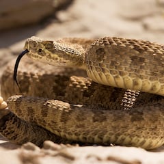 We planted this fruit tree all over the country and turns out that it’s a snake magnet in the summer