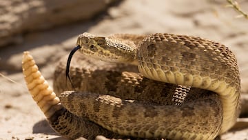 La temporada de serpientes ha comenzado. Conoce las plantas que son el mejor repelente para evitar serpientes en tu jardín.