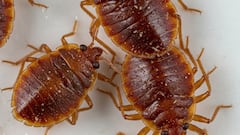 Bed bugs return to homes: the product in every home that repels them easily
