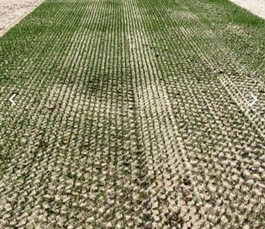 Se han colocado aspersores para el sistema de riego, el cual ayuda a asentar y humedecer las capas de tierra y grava para que tengan la firmeza necesaria antes de la colocación de rollos de pasto natural. 