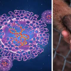 Viruela del mono en México 2024: ¿en qué estados hay casos positivos?