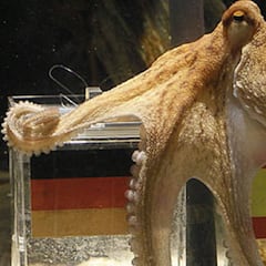 ¿Cuáles fueron los otros ‘animales oráculo’ del Mundial? Tapir Manolo, Armadillo Norman, Gato Aquiles...