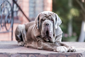 El adulto macho suele medir entre 65 y 75 cm y pesar de 50 a 70 kilos y las hembras, algo menos. El mastín napolitano procede del antiguo moloso, una antigua raza de perros grandes y feroces que empleaban los romanos.