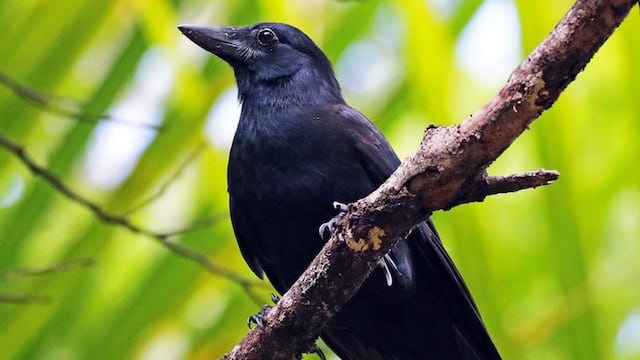 The New Caledonian crow is a bird capable of creating rudimentary tools and even improving them, sharing its discoveries and technological progress with its peers so that the species thrives.
