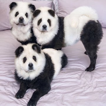 Chow Chow Panda.