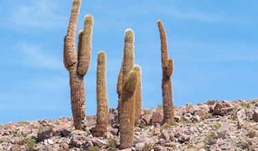 Qué significa ser una amiga cactus y por qué es la mejor amistad que podrías tener 