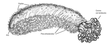 holoturoideo pepino mar esquema diagrama
