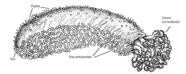 Respirar por el ano es posible: unos científicos han ganado un Nobel de broma por este hallazgo insólito