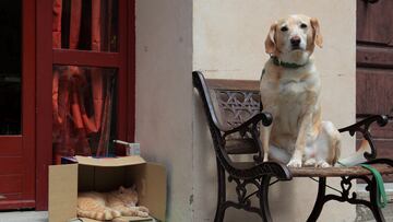 Here’s why so many New Yorkers are giving up their furry friends.