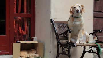 Having a cat or a dog to keep you company could boost your wellbeing as much as being married or meeting up regularly with friends and relatives, according to new research.