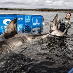 Investigadores encuentran uno de los tiburones blancos más grandes jamás vistos