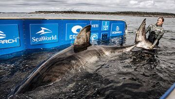 Investigadores encuentran uno de los tiburones blancos m¨¢s grandes jam¨¢s vistos