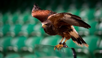 Rufus the hawk, en Wimbledon.