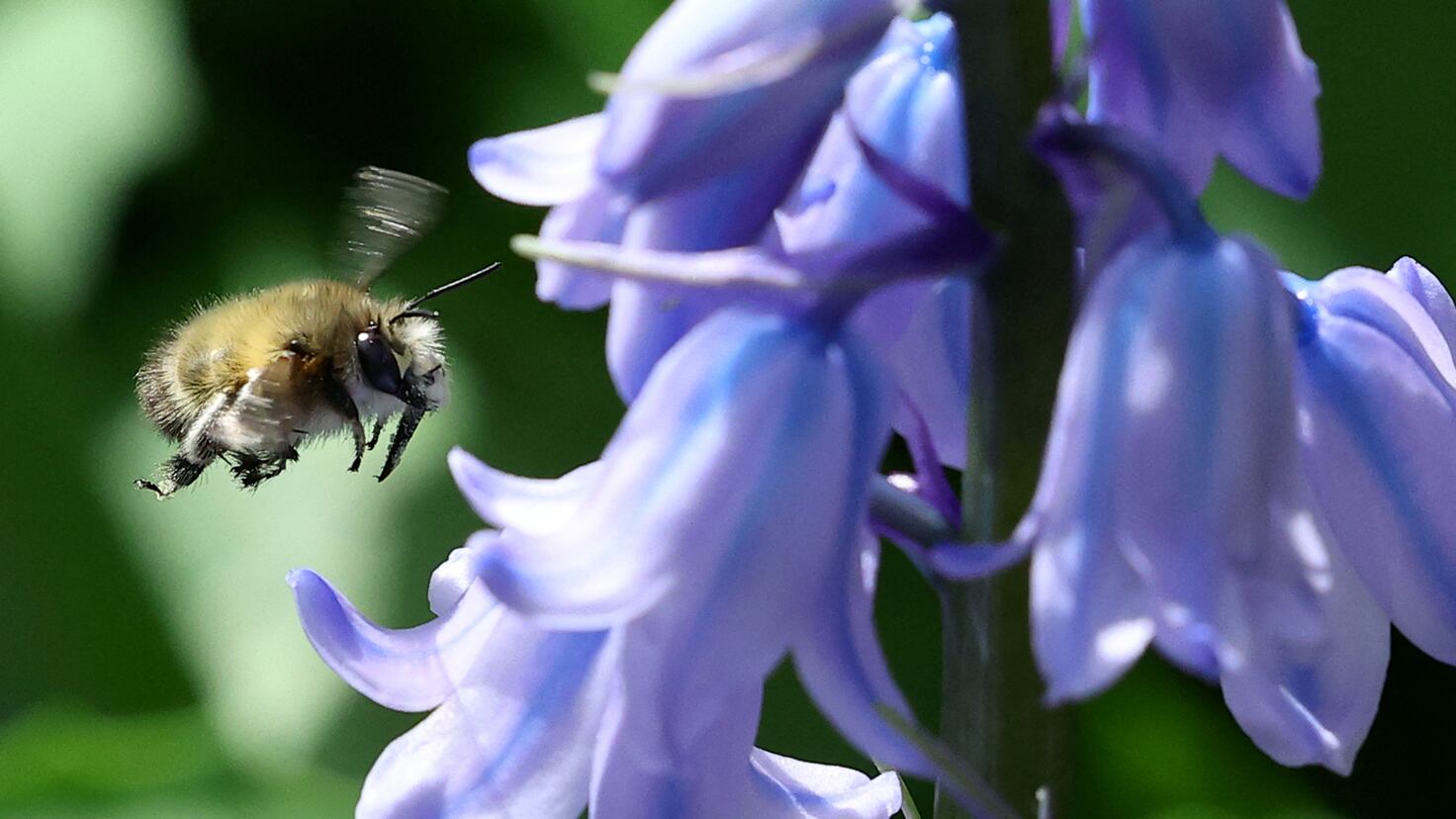 When Is Pollen Season Over How To Battle Allergies With Home Remedies when-is-pollen-season-over-how-to-battle-allergies-with-home-remedies