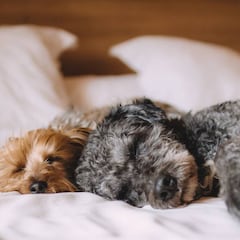 Qué cama le compro a mi perro