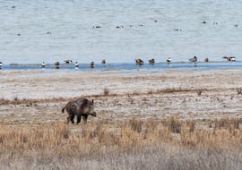 Así es el vakamulo, el superjabalí gallego que puede llegar a 200 kilos y se oculta en las zonas más inhóspitas del bosque