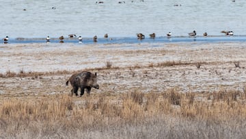 GALLOCANTA, SPAIN - 2023/02/14: A wild boar (Sus scrofa) is seen in a field in Gallocanta Lake during a winter day. Gallocanta Lake is one of the most important stopover sites for migrating common cranes in Spain, being able to give shelter to an average population of 30,000 birds at one time during winter. The lake also holds a wide array of wetland birds, steppeland birds and raptors as well as a wide variety of mammals. (Photo by Marcos del Mazo/LightRocket via Getty Images)