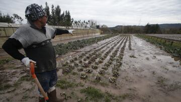 Fenómeno El Niño en Chile: ¿cuándo podría llegar y cuáles son las previsiones?
