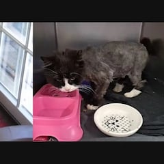 Una gata perdida en Nueva York se reencuentra con sus dueños españoles 10 años después