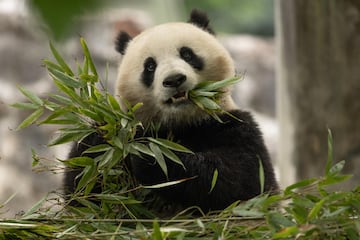 Qing Bao in her habitat at Dujiangyan Base in Sichuan, China