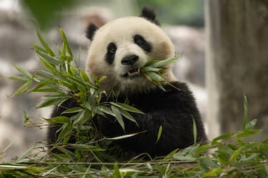 Meet Bao Li and Qing Bao, the two new giant pandas of the Smithsonian’s National Zoo