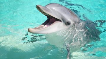 Delfines robot para los nuevos parques acuáticos, ¿la nueva tendencia?