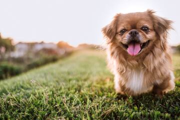 El pequinés o pekinés, también conocido como Peking Palasthund, es un perro pequeño procedente de China, donde se convirtió en un símbolo del budismo. Al contrario que otras razas, los machos pequinés son algo más pequeños, el peso ideal para ellos esde 5 kg frente a los 5,5 kg de ellas.