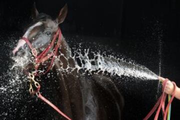 Prince of Penzance se refresca después de la 9ª carrera, de la Copa Sportingbet Mornington en Melbourne, Australia.