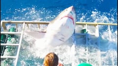 Un tibur&oacute;n blanco sale de una caja de obserbaci&oacute;n en la que hab&iacute;a un buceador dentro. 