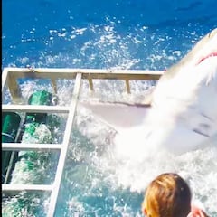 TBT: Un tiburón blanco consigue entrar en una caja con un buzo dentro y el final es inesperado