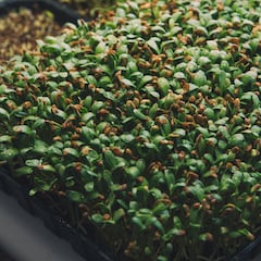 El superalimento que reduce el colesterol malo