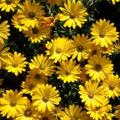 Los motivos por los que se regalan flores amarillas el 21 de septiembre: significado y frases para celebrar