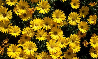 ¿Por qué se regalan flores amarillas el 21 de septiembre?: origen y significado
