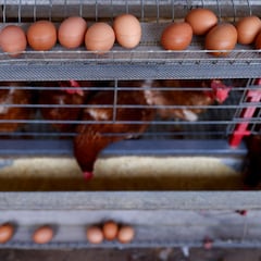 Los países vecinos de España empiezan a inquietarse por lo que nos ocurre con los huevos: “El subidón de la tortilla”